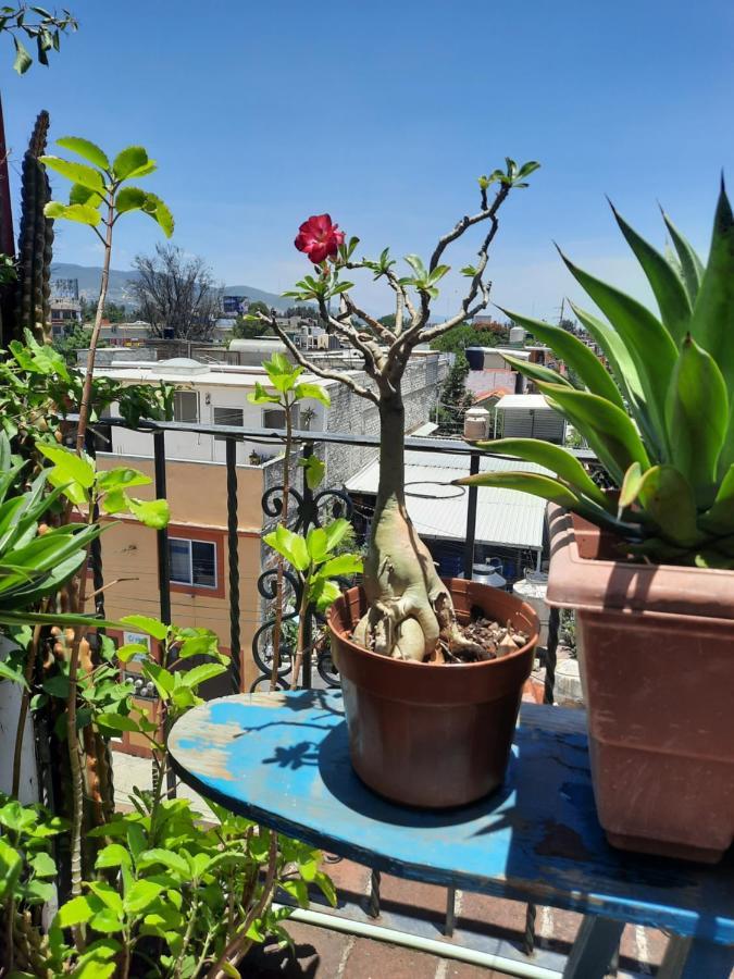 La Terraza Del Pochote Oaxaca Eksteriør billede