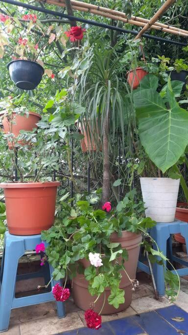 La Terraza Del Pochote Oaxaca Eksteriør billede