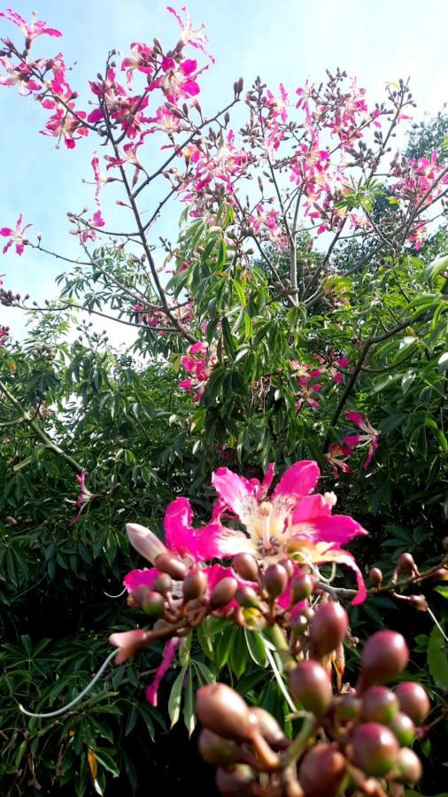La Terraza Del Pochote Oaxaca Eksteriør billede